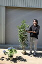 大苗金木犀 キンモクセイ開花苗 金木犀2024年10月開花苗 高さ 150センチ前後金木犀 苗木