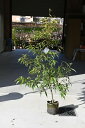 ソヨゴ植木 苗 大苗 150センチ前後シンボルツリー 常緑樹