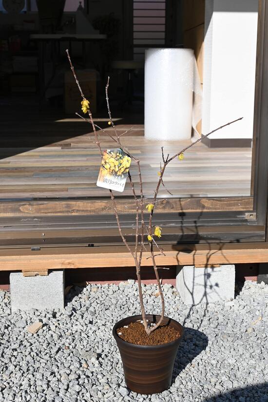 狼狽鉢植え2024年1月に開花花芽付きでお届けです！】冬にいい香りがするロウバイ2024年1月〜2月初旬に開花します。接ぎ木の蝋梅満月ロウバイ鉢植え蝋梅鉢植え マンゲツロウバイ香りがすばらしい　満月ロウバイ2024年2月頃に開花します。のサムネイル