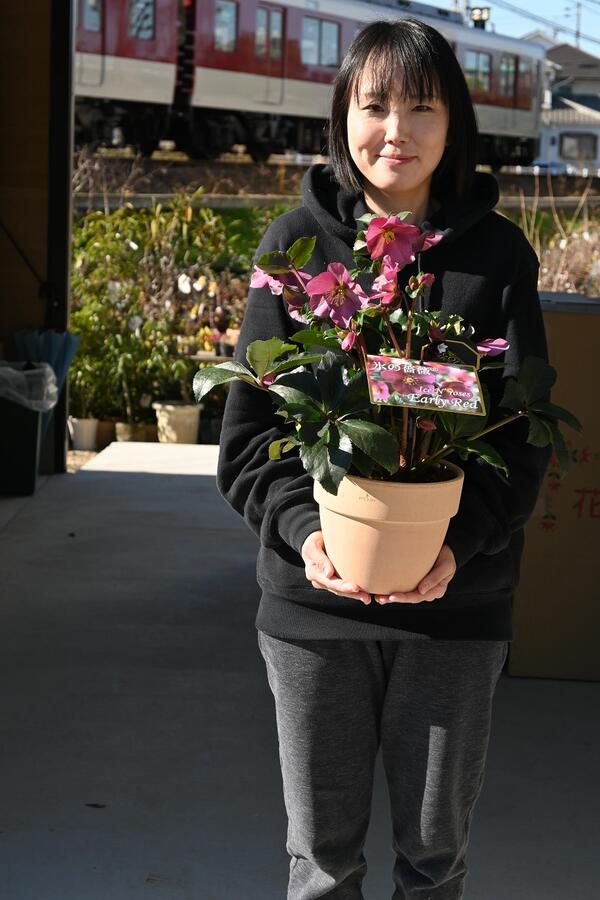 楽天市場】クリスマスローズ 鉢植え(鉢花|花・観葉植物):花 楽天市場】クリスマスローズ 鉢植え(鉢花|花・観葉植物):花