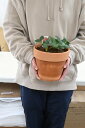 実付きのいちご母の日プレゼントに食べれる苺2025年育てて食べるイチゴ鉢植えイチゴ 鉢植え いちご お誕生日 贈り物 苺 鉢入り 苺鉢植え