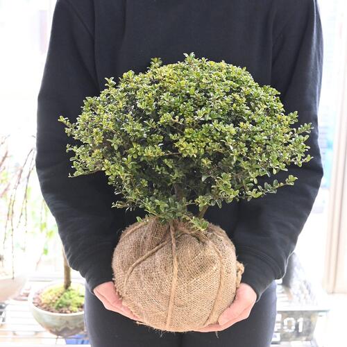 玉仕立て金芽ツゲ苗きんめつげ 高さ30センチ前後金芽柘植苗 キンメツゲ 苗 しっかりとした寝巻苗です玉柘植キンメツゲ玉作りたまつげキンメツゲ 玉仕立て