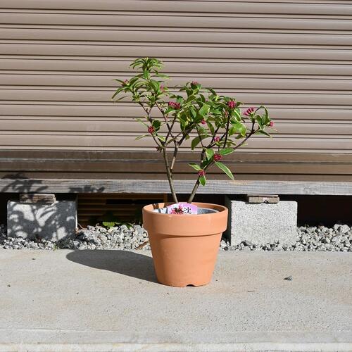 前島沈丁花鉢植え【2月から3月開花おすすめ沈丁花香りと斑入りのお花の楽しむ沈丁花2月に開花花芽あり前島沈丁花です…