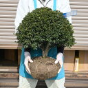 大きめのどっしり玉仕立て豆ツゲ苗　高さ40センチ前玉柘植苗まめ 苗　しっかりとした寝巻苗です玉柘植ツゲ玉作りたまつげタマツゲ 玉仕立て