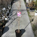 関山桜苗カンザン2025年4月に開花予定桜苗桜の庭木桜 八重桜 ポピュラー 誕生の記念に桜の塩漬け桜湯