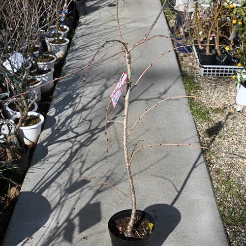 2025年4月開花予定菊しだれ桜八重しだれ桜苗4月に開花予定の桜庭木用植樹に菊しだれ桜苗【菊しだれ桜】..