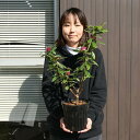 【2024年2月～3月　開花】6号サイズ　沈丁花紅花ジンチョウゲ高さ50センチ花の香りがいいかおりがします。自然の香水　沈丁花