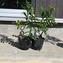 香りのお花庭木鉢植え酔え【2025年3月〜4月 開花】沈丁花紅白セットジンチョウゲ白沈丁花花の香りがいいかおりがします。 開花は毎年三月 自然の香水 沈丁花