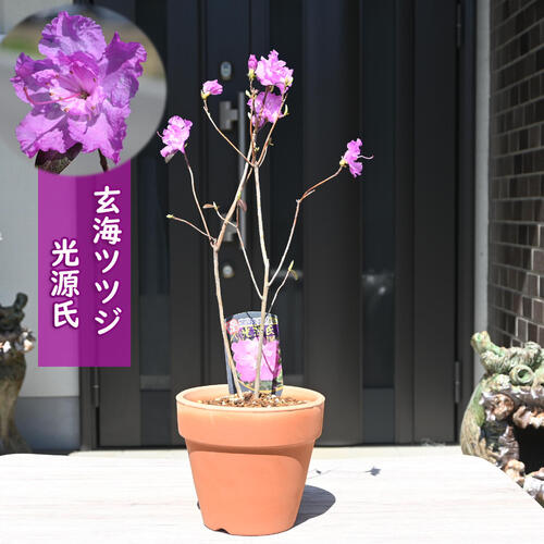 楽天市場】ゲンカイツツジの通販 楽天市場】ゲンカイツツジの通販