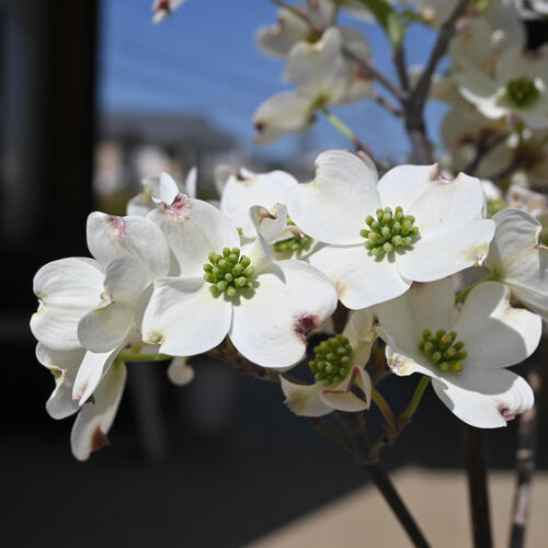 母の日の贈り物にハナミズキ 苗木 白花 2025年5月に開花 の贈り物に ハナミズキ 苗木 白花 クラウドナイン 花水木 5月に開花