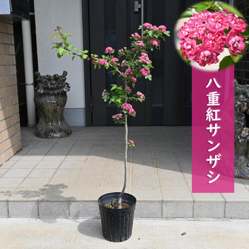 八重紅サンザシ 苗木 メイフラワー 山査子 八重赤花サンザシ 八重咲き 1