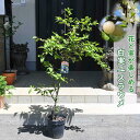苗木 白実ユスラウメ 山桜桃梅 白実 3年物接ぎ木しっかりと梅苗です