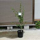 白花のムクゲのお花2025年7月開花ムクゲ槿ムクゲ白花サマースノームクゲ苗
