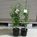 2025年6月より発送花芽確認のムクゲ紅白のムクゲのお花セット7月開花ムクゲ槿ムクゲ白花サマースノームクゲ苗赤花ムクゲアフロダイト槿苗