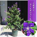 2025年8月より発送花芽確認のノボタン コートダジュール 苗野牡丹 のぼたん