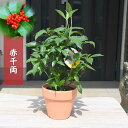 プレゼントに2025年は縁起物千両 鉢植え センリョウ 草珊瑚 赤千両 縁起木 赤実 5号鉢植え
