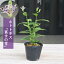 2023年9月 蕾あり ホトトギス 苗 富士の雪 ふじのゆき 山野草 多年草 1,980円