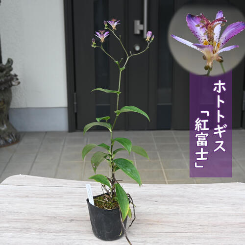 ホトトギスは、東アジアや日本が原産の植物で、ピンク色や白色の花を咲かせる多年草です。 斑点模様の花弁が特徴で、この独特な模様が「杜鵑（ほととぎす）」という鳥の腹部の模様に似ているため「ホトトギス」と名付けられました。 「紅富士」は台湾ホトトギス系の品種で、花弁には斑紋は少なく、赤紫がかります。 また、暑さに強く葉焼けがしくにくい品種です。 ※画像は開花のイメージになります。お届けの時期によって樹姿は変わります。 ホトトギス ・商品名紅富士 ・商品の説明 高さ　鉢底から約30～40センチ 開花期　9月～10月頃 ・ホトトギスの育て方 鉢植え、庭植えとも、よく風の通る明るい日陰が最適です。表土が乾いたら十分に水を与えます。 ・特徴ユリ科の耐寒性多年草花色は綺麗な赤紫色です 台湾系ホトトギスなので丈夫です ・梱包と発送方法贈り物としてもお届けができます クロネコヤマト便でのお届けです　 ・注意事項 現物ではございません。数量物の為、若干高さや枝ぶりが違います 植物は生き物ですので、お届けの時期によって樹姿等は、変わりますのでご了承ください。 ※ 写真は『標準的な商品』、 サイズの表記は平均的なものを掲載しております