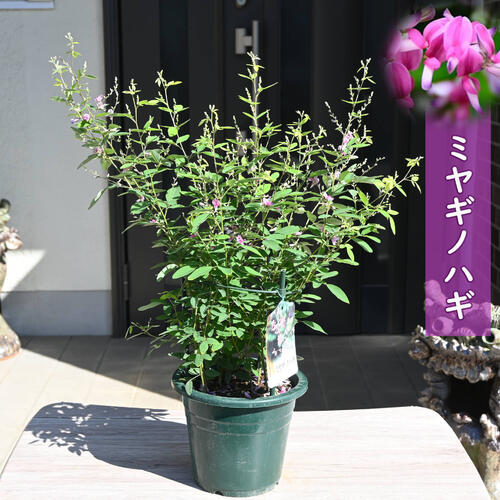 2024年新入荷ミヤギノハギ 苗 宮城野萩 はぎ　みやぎ夏萩　ナツハギ秋の七草萩の花 10月中旬以降は開花が終了しておりますのサムネイル