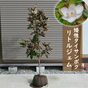 果樹苗 甘柿 【 貴秋 （ きしゅう ） 1年生苗 】 [ キシュウ かき カキ 果樹苗木 販売 ]