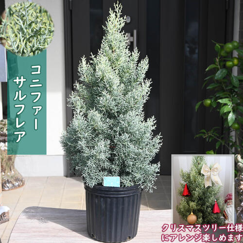 2024年NEW コニファー サルフレア 苗木 クリスマスの木 シンボルツリー鉢植えで育てもかわいいコニファーです 1