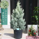 2024年NEW コニファー サルフレア 苗木 クリスマスの木 シンボルツリー鉢植えで育てもかわいいコニファーです