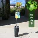 杜仲の木 トチュウ 苗木 漢方薬 杜仲茶健康茶