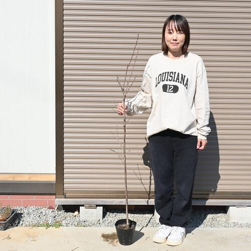 高さ120センチ前後接ぎ木3年桜苗 染井吉野桜 苗木ソメイヨシノ 桜接ぎ木3年桜苗しっかりとした苗です