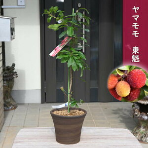 ヤマモモ　東魁　陶器鉢植え山桃 とうかい 雌木果実が大きい