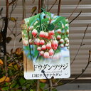 大きい口紅更紗ドウダンツツジ大きい苗 どっしりタイプ