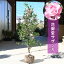 2025年1月開花のサザンカ苗木 花御堂 山茶花 寝巻き苗 はなみどう 7,980円