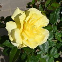 2023年11月開花黄バラ フリージアフロリバンダ系 薔薇 四季咲 中輪房咲フルーティな香り