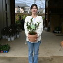 母の日プレゼントに2025年はゲッケイジュ鉢植え【月桂樹】【月桂樹鉢植え】 香りのよい月桂樹ローリエ