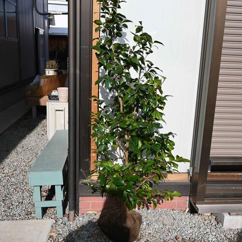 2023年12月27日撮影現品接ぎ木苗椿　椿庭木椿苗大苗【ツバキ】椿 友の浦椿大苗椿　椿の苗このサイズはめずらしい大苗サイズ