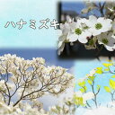 母の日プレゼントに白のハナミズキ2025年5月に開花ハナミズキ 苗木 白花 花芽無し お買い得 接ぎ木 3年生 クラウドナイン