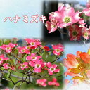 母の日プレゼントに2025年5月に開花ハナミズキ 苗木 赤花 お買い得 接ぎ木 3年生 レッドジャイアント