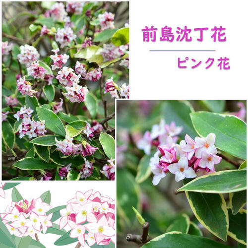 プレゼントに香り楽しむ沈丁花2024年に開花おすすめの斑入り沈丁花前島おすすめ沈丁花斑入りのお花の楽しむ沈丁花前島沈丁花大苗の沈丁花ですジンチョウゲ覆輪沈丁花前島　　サイズどっしり6号サイズ　鉢植えでも　地植えでも香りが楽しめます