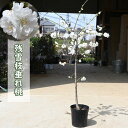 2025年4月上旬開花中 残雪枝垂れ桃 苗木 しだれ桃 八重咲き 花桃