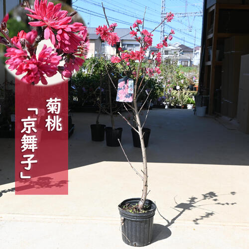 2024年4月頃上旬開花中 花桃花桃【菊桃 京舞妓 桃苗 】【花桃】桃の花