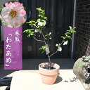 2025年4月上旬開花 花鉢 ボケ 鉢植え わたあめ 木瓜 テラコッタ鉢入り
