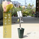 2024年4月開花 モクレン サンセーション 苗木 木蓮 マグノリア 黄花モクレン