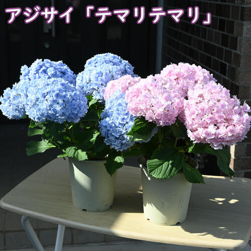 楽天市場】てまり あじさいの通販 楽天市場】てまり あじさいの通販