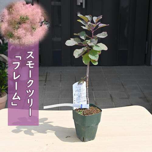 スモークツリー フレーム 苗木 ケムリノキ　鉢底から約30～40センチ