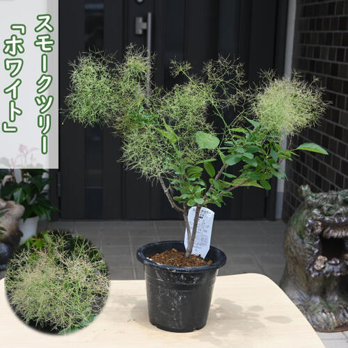 楽天市場】スモークツリー 苗(開花時期夏)の通販 楽天市場】スモークツリー 苗(開花時期夏)の通販