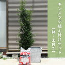 2024年新製品すぐに植え付け可能 キンメツゲ植え付け3点セット金芽ツゲ苗 寝巻 棒仕立て きんめつげアッシュグレー 鉢 四角型 ファイバーセメント土 植物 花...