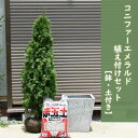 すぐに植え付け可能 コニファーエメラルド植え付け3点セットコニファー苗 寝巻 エメラルドグリーンアッシュグレー 鉢 四角型 ファイバーセメント土 植物 花用