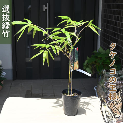 楽天市場】真竹 鉢植えの通販 楽天市場】真竹 鉢植えの通販