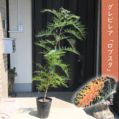2025年NEW グレビレアロブスタ 苗 オージープランツ グレヴィレア スパイダーフラワー