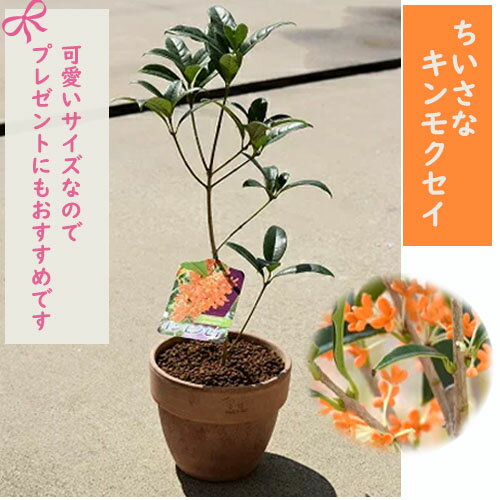お誕生日プレゼントに2024年育てる楽しみのあるキンモクセイ ちいさい　可愛い　金木犀 金木犀鉢植　小 　季節を香りで感じる　テラコッタ鉢きんもくせいのサムネイル