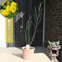 2024年NEW 黄花エニシダ 鉢植え 黄色 エニシダ テラコッタ鉢入り ブルーム 金雀枝(4)